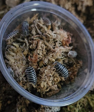 Zebra Isopod Colony Armadillidium maculatum - 10 Count