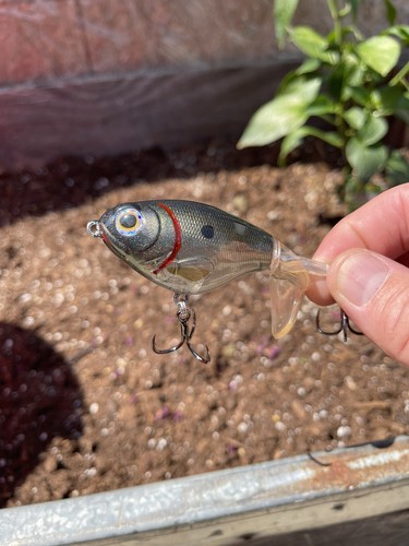 Custom Painted 75mm Plopper Style Super Ghost Fastback Shad - Picture 3 of 5