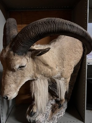 Barbary Sheep (Aoudad) Taxidermy Mount  Full Body Ram