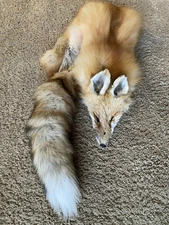 XL Wild Red Fox Pelt Fur Hide Tanned Top Quality Log Cabin Decor Man Cave Art