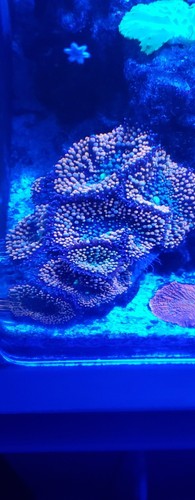 Rainbow Ricordia Mushrooms one frag