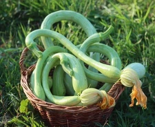 15 + organic Tromboncino Rampicante zucchini seeds Trombocino squash - FREE S/H
