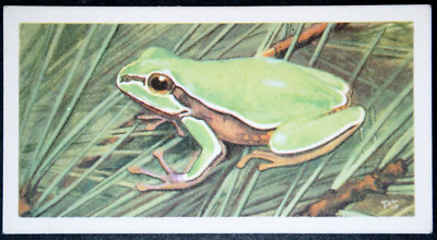 PINE BARRENS TREE FROG Vintage 1963 Illustrated Card DF22MS