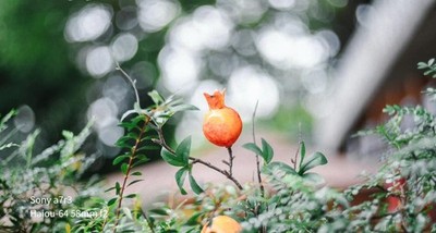 Haiou-64 58MM F2 MD Mount Lens Soap Bubble Bokeh Replace Biotar Helios 44M-2