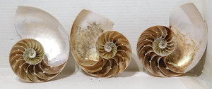 3 Natural Nautilus Seashell Cut Halves 6"-7"