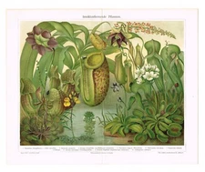 CARNIVOROUS  PLANT Antique Print 1890   Nepenthes Drosera Sundews Cobra lily