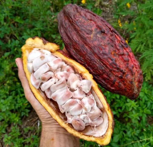 Fèves de graines entières cacao criollo de Ceylan cacao théobroma pour livraison gratuite de plantes - Photo 1 sur 6
