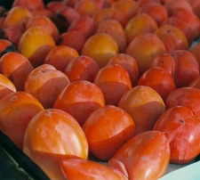 FRESH HACHIYA PERSIMMONS FRUITS SWEET TROPICAL ORGANIC FRUIT NON GMO