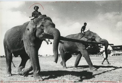 Elefanten tragen Baumstamm Surin Thailand Elefant Roundup Mahouts 1975 AP Pressefoto