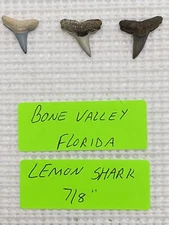 LOT OF 3..7/8 Lemon Shark Teeth From Bone Valley Florida & Bonus