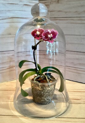 11 x 7" Clear Glass Flared Cloche Dome Bell Jar Knob Handle Doll Display  Plants | eBay