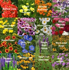Bulk Wildflower Seed Mix - 187,500 Seeds, All Perennial, Covers 1000 SQFT