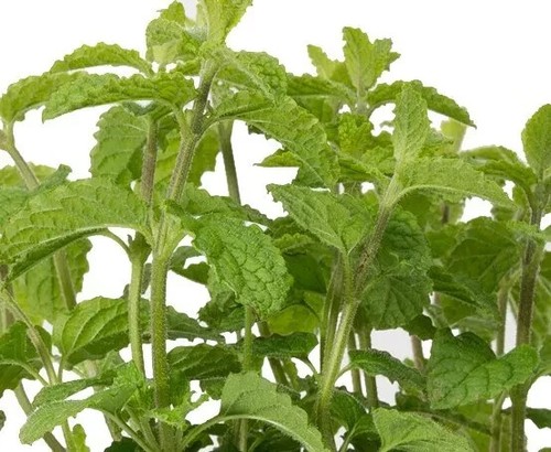 Herb plants, garden ready, 9cm pots lots of choice - Picture 196 of 298