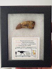 Fósil de diente de tiranosaurio Nanotyrannus - Hell Creek Fm. - Punta restaurada - SD