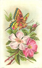 Pink White Flowers And Butterfly Embossed Greetings Vintage Postcard