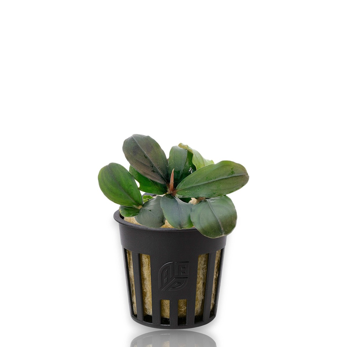 Bucephalandra Pandora Queen | eBay