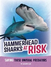 Kathryn Clay Hammerhead Sharks at Risk (Hardback)