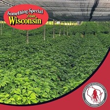1 LB Stratified American Ginseng Seed Grow your own Wild Ginseng, Ready to Plant
