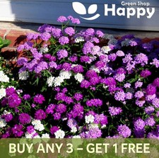 Candytuft - 700 seeds - Dwarf Fairy Mixed - Iberis