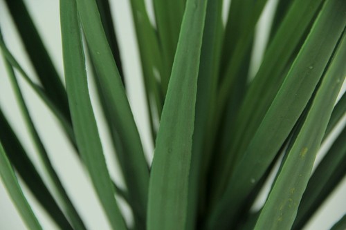 Pianta di Yucca Graffio e ammaccatura in vaso di argilla alta 26,5 pollici - Foto 3 di 4