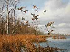 David Maass Back Bay Mallards - Ducks Remarqued