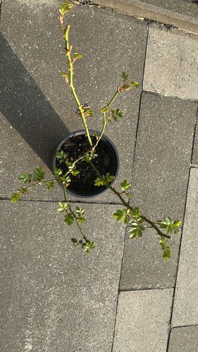 Strauchrosen - Bild 3 von 3