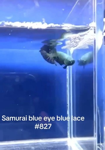 BETTA SAMURAI BLUE EYE BLUE LACE MALE LIVE FISH HIGH QUALITY#827 - Picture 2 of 5
