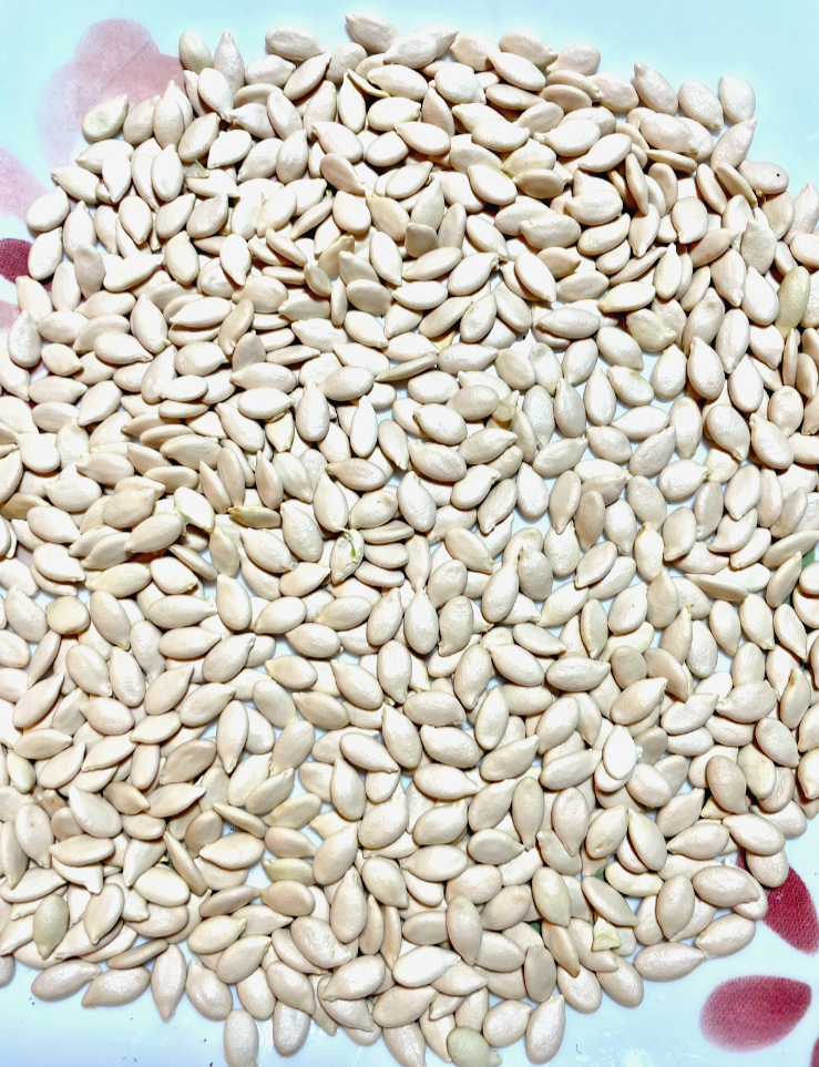 50+ Special Organic Huge Wax Gourd Fuzzy Winter Melon Seeds(2022) eBay