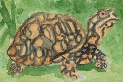 ACEO Watercolor Original, Box Turtle Reptile Art StormImminent, 2.5" x 3.5"