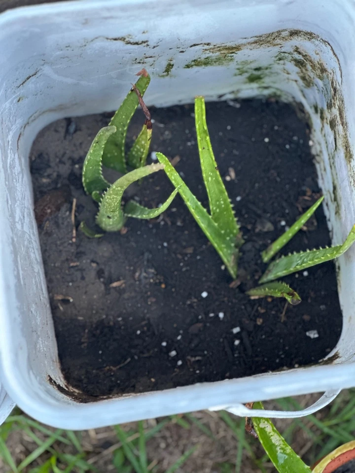2 Aloe Vera Plants in Food Grade Buckets For Sale - Image 3 of 3