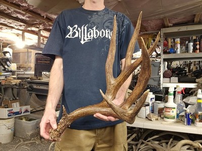 Huge 104-105  Mule Deer Shed Antlers Horns Elk Moose Rack
