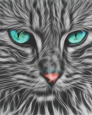 2019-2020 ACADEMIC PLANNER WEEKLY AND MONTHLY CAT FELINE By Creative Zone365 NEW