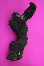 Giant Lizard Poop 5 Million Years Old Genuine Real Fossil Dinosaur Girl COA S14