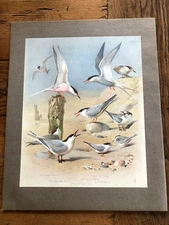 1900s large cromolithograph of birds by archibald thorburn . ltd edition. ref 20