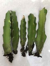 5 Rooted White Dragon Fruit Pitaya Cactus Cutting Ready To Plant No Pot