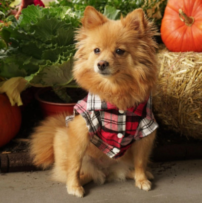 Red Plaid Shirt Dress For Dog and Cat / Small Dog Shirt / Dog Sweater