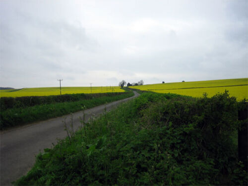 Photo 6x4 Oilseed rape near Winterborne Anderson Winterborne Tomson Spect c2006 - Picture 1 of 1