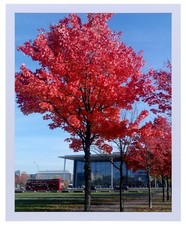 8.5x11 Inch Picture Frame Wall Gallery Photo Frame for Wall Mounting Home Office