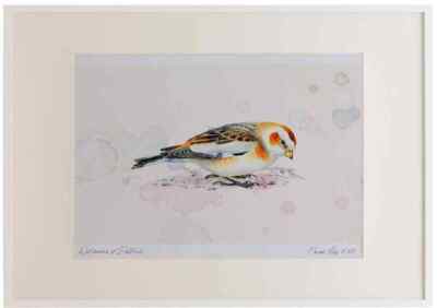 A2 Schneewimpel weiblich Firstwinter Aquarell limitierte Auflage Bild gerahmt