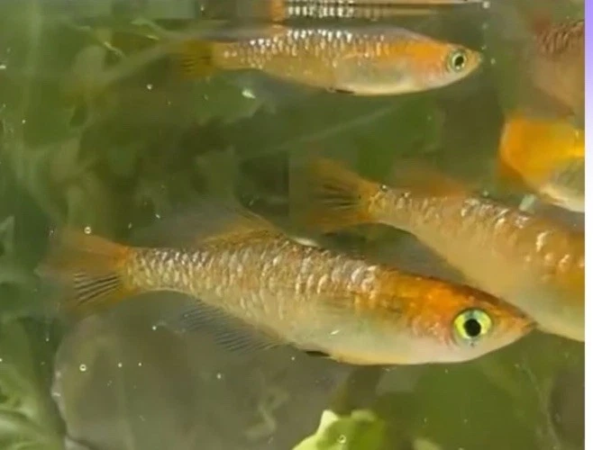 5 +1 Raiko Kagami Uroko Japanese rice Fish (Medaka)  Kagami Scale Juveniles - Image 4 of 4