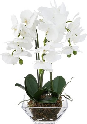 4570 Triple Phalaenopsis Orchid in Glass Vase,Green/White