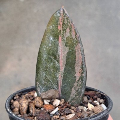 ZZ Rare Zamioculcas Zamiifolia Raven Black Orange Green Variegated Plant 08