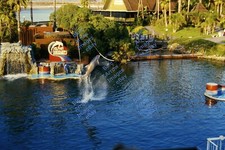 Vintage 1985 35mm Slide Sea World Dolphin Discovery Jumping San Diego CA #1416