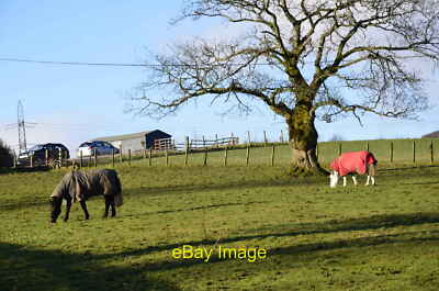 Photo 6x4 Horses, Lochwinnoch Horses in their winter coats c2013