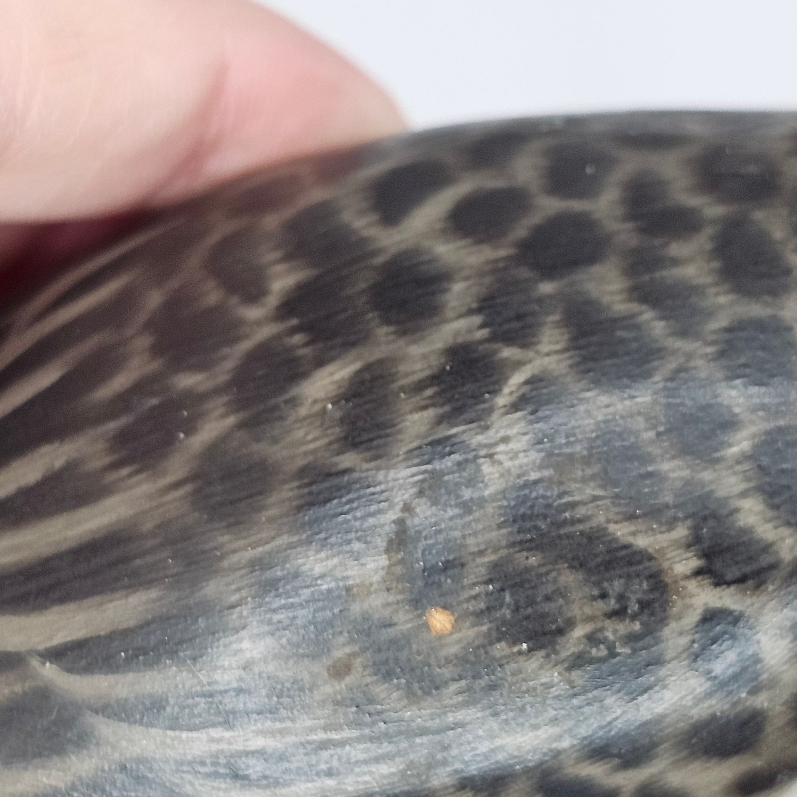 Rare A E Elmer Crowell Miniature Canada Goose Figurine 4.4" 1862-1952 Wood thumbnail 14