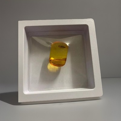 Genuine baltic amber fossil with insect cicada, inclusion - collectible