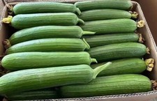 15 Sponge dishcloth Gourd Seeds Luffa Sponge Gourd Seeds Smooth Loofah Sigua USA