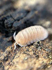 10 Count Cubaris Sp. Papaya Isopods - LAG