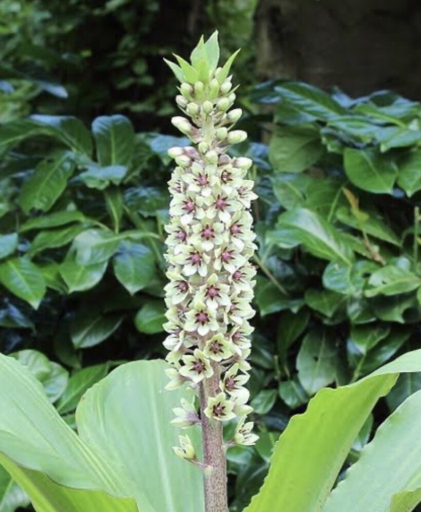 Bulbs /Tubers Pineapple lily Mixed Colours 80 For 10Bulbs Free