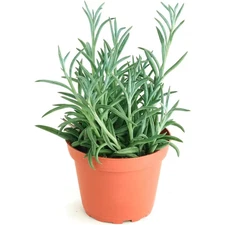 String of Fishhooks Hanging Succulent, Senecio Radicans Glauca, Fully Rooted Liv